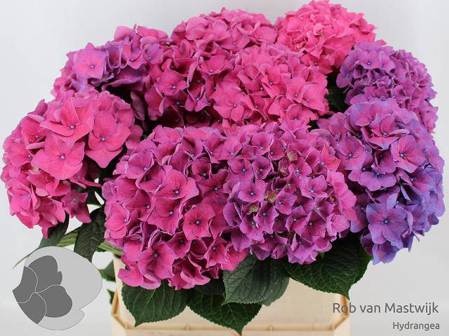<h4>Hydrangea macrophylla 'Rodeo' (Rood)</h4>