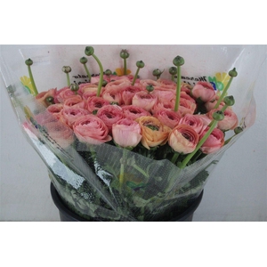 Ran Cloni Sup Venere