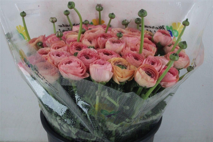 <h4>Ran Cloni Sup Venere</h4>