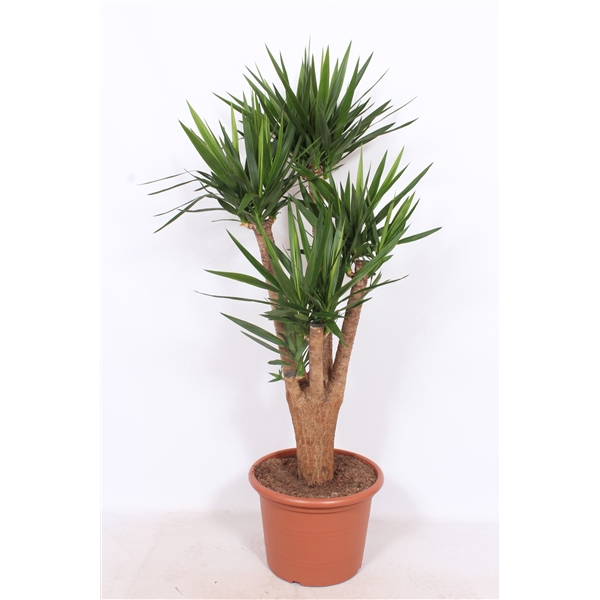 <h4>Yucca elephantipes</h4>