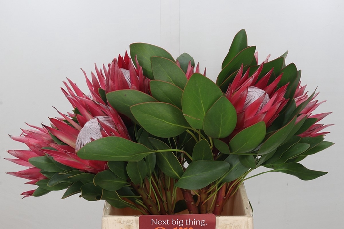 <h4>Protea Cynaroides Madiba</h4>