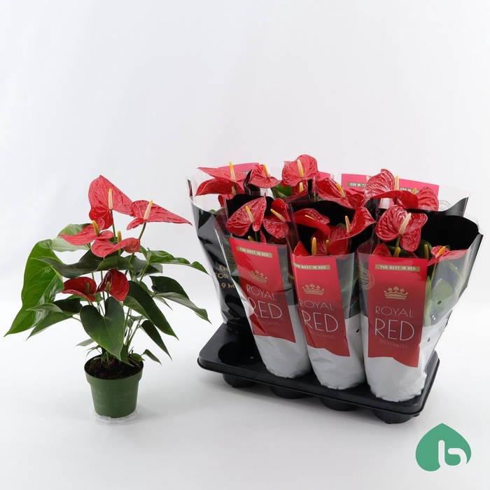 <h4>Anthurium Andr. Michigan</h4>