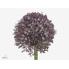 ALLIUM PINK LADY