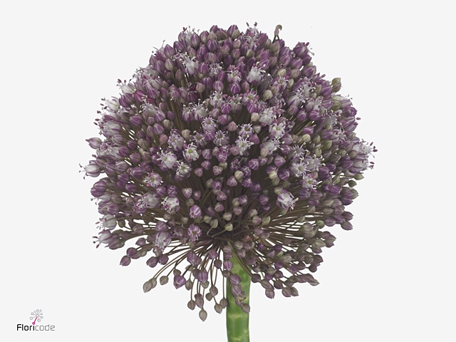 ALLIUM PINK LADY