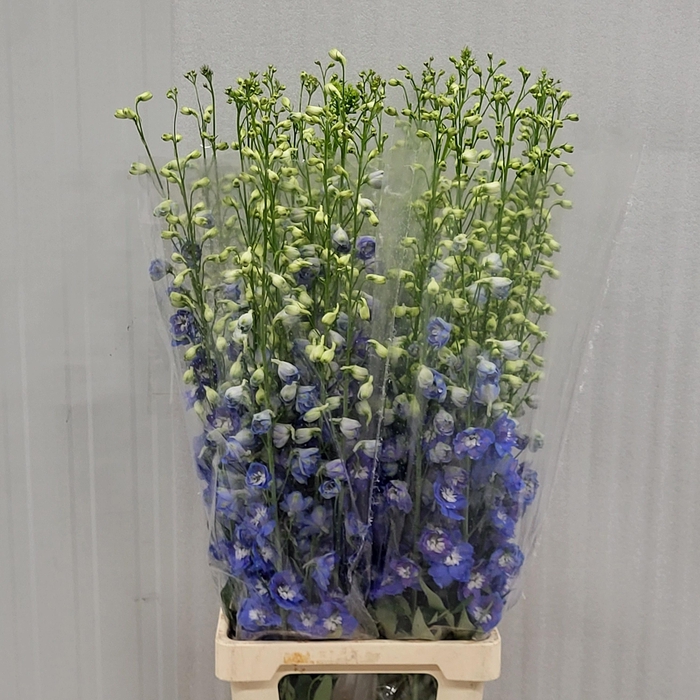 <h4>DELPH DU AURORA BLUE</h4>