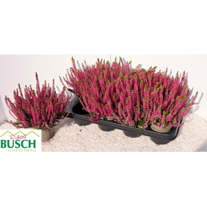 CALLU GA G FRANCA