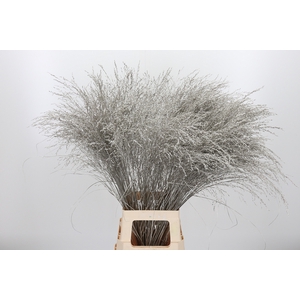 Panicum Kl Bh Platina