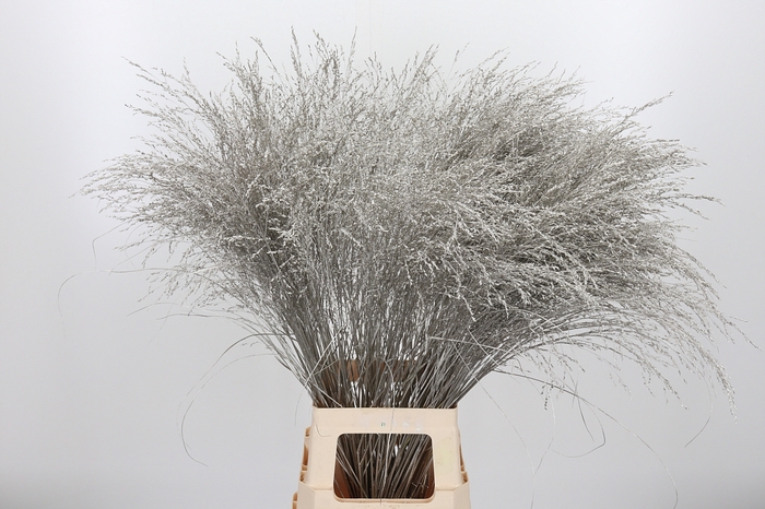 <h4>Panicum Kl Bh Platina</h4>