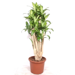 Dracaena Massangeana