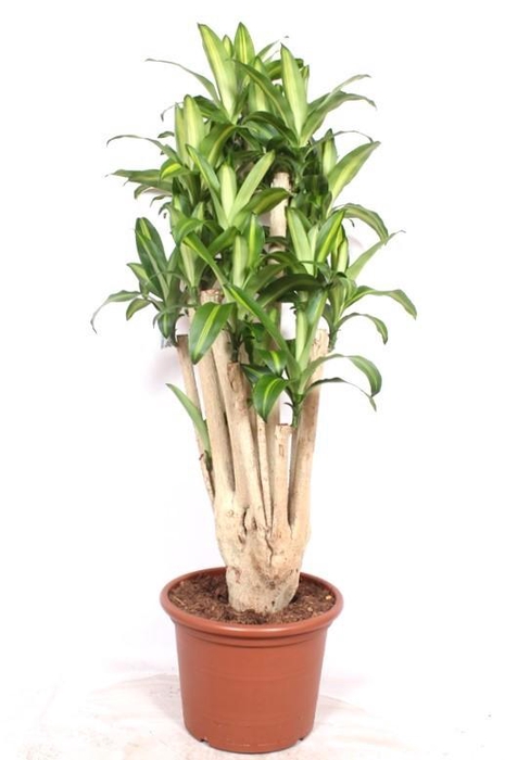 <h4>Dracaena Massangeana</h4>