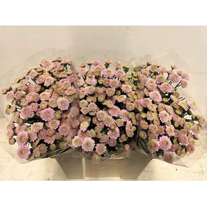 CHR SAN ELLISON SWEET CHR S ELLISON