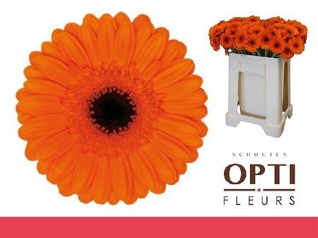 <h4>Ge Mi Caramba</h4>