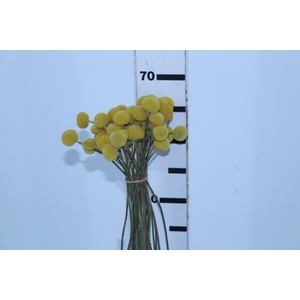 CRASPEDIA 060 CM
