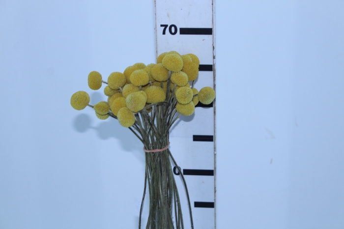 CRASPEDIA 060 CM