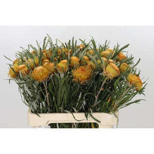 Banksia Dryandra