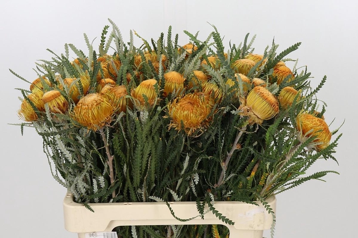 <h4>Banksia Dryandra</h4>