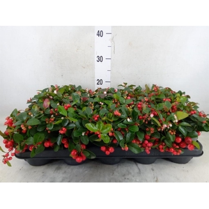 Gaultheria proc. 'Big Berry'
