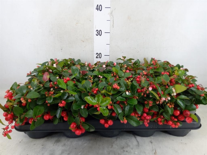 <h4>Gaultheria proc. 'Big Berry'</h4>