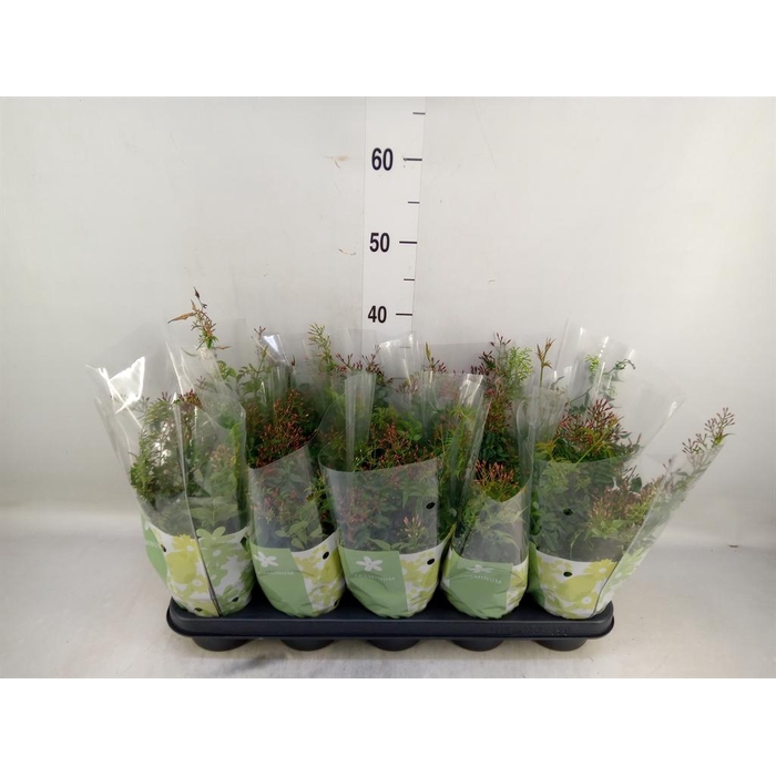 <h4>Jasminum polyanthum</h4>