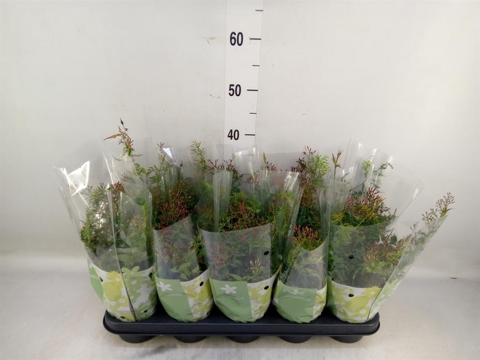 <h4>Jasminum polyanthum</h4>