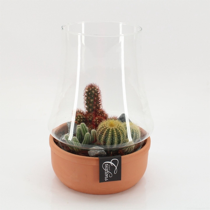 <h4>Arr.  Cactus L%</h4>