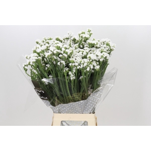 Limonium Sinuatum Frost Wings