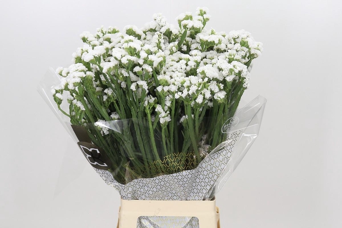 <h4>Limonium Sinuatum Frost Wings</h4>