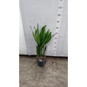 Aspidistra elat.