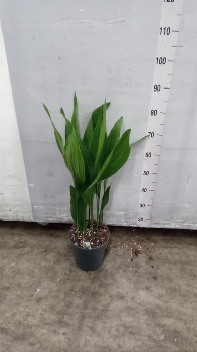 <h4>Aspidistra elat.</h4>