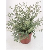 Eucalyptus Gunnii Bush - 1154