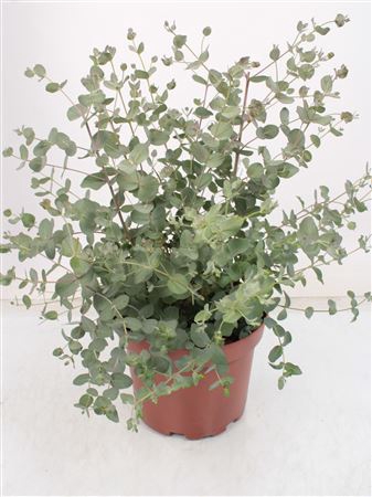 <h4>Eucalyptus Gunnii Bush - 1154</h4>