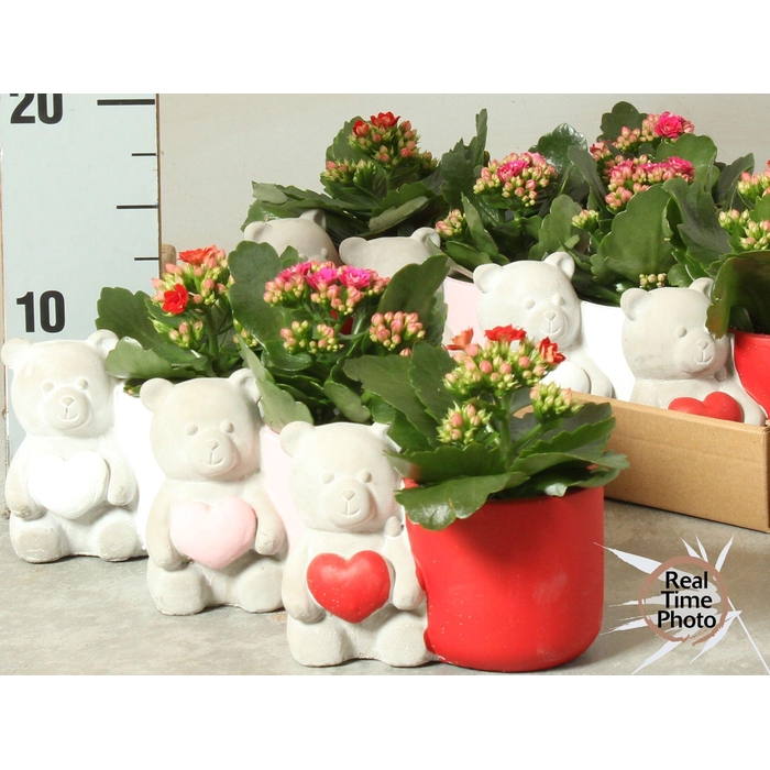 <h4>ARR KAMERPL</h4>