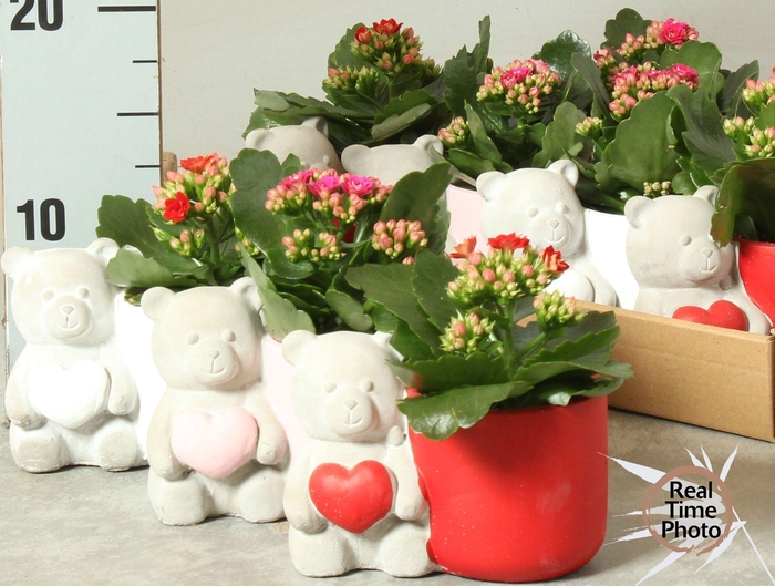 <h4>ARR KAMERPL</h4>