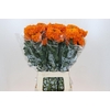 Tagetes Marigold Promise Orange