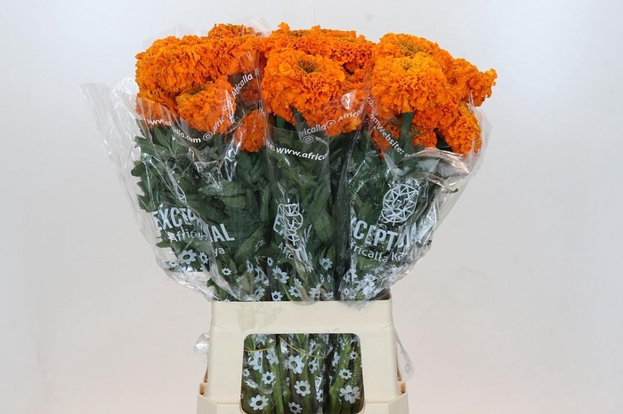<h4>Tagetes Marigold Promise Orange</h4>