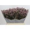 Limonium sinensis Blush Diamond