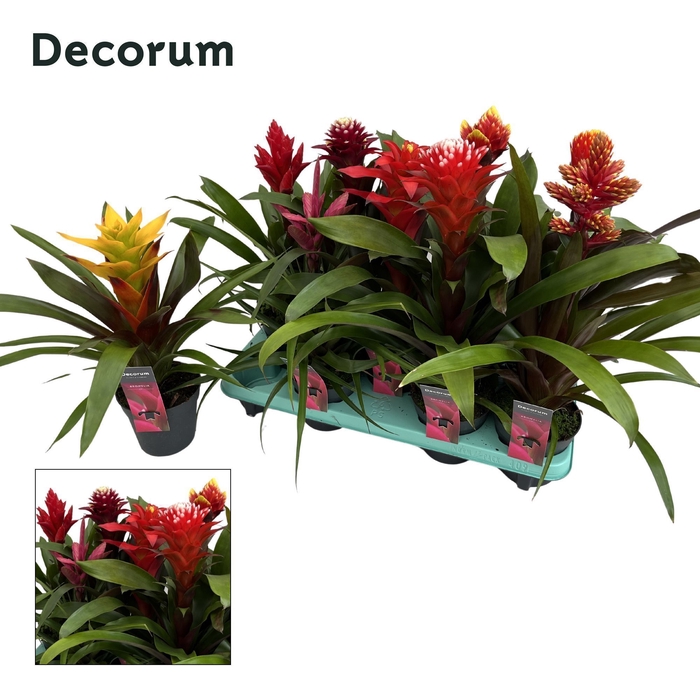 <h4>Guzmania Special Mix (Decorum)</h4>