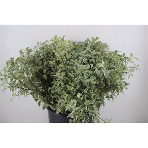 Pitto Nigra 150gr P Bunch