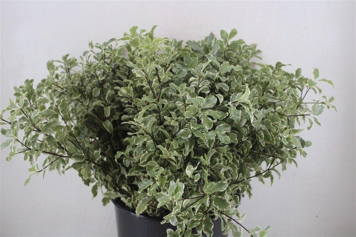 <h4>Pitto Nigra 150gr P Bunch</h4>