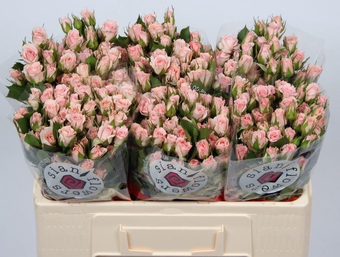 <h4>R TR FLEURETTE</h4>