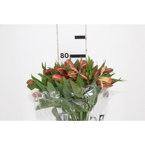 ALSTROEMERIA MILOS 080 CM
