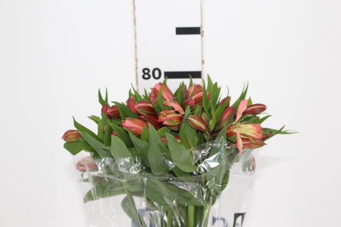<h4>ALSTROEMERIA MILOS 080 CM</h4>