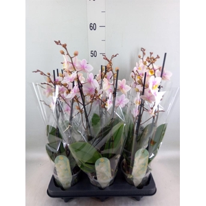 Phalaenopsis multi. 'Ant San Jose'