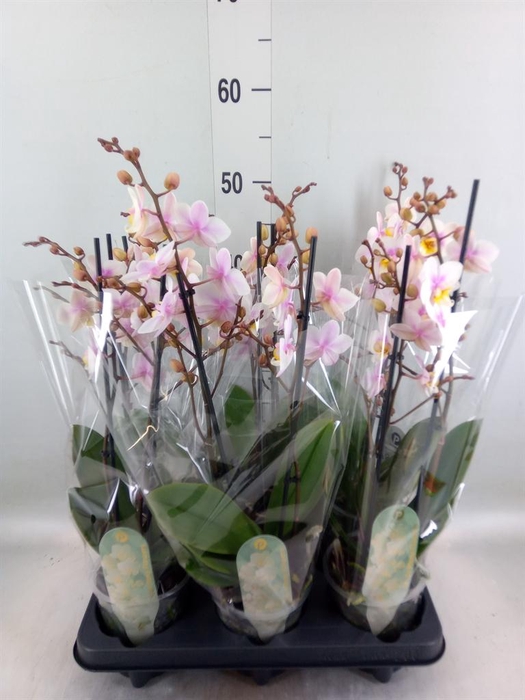 <h4>Phalaenopsis multi. 'Ant San Jose'</h4>