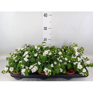 Sutera  'White Showers'