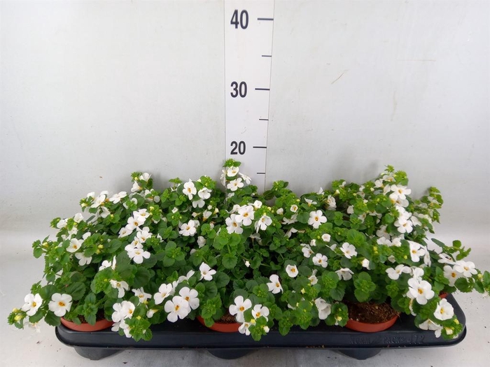 <h4>Sutera  'White Showers'</h4>