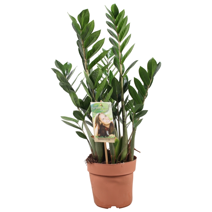 <h4>Zamioculcas Zamiifolia</h4>