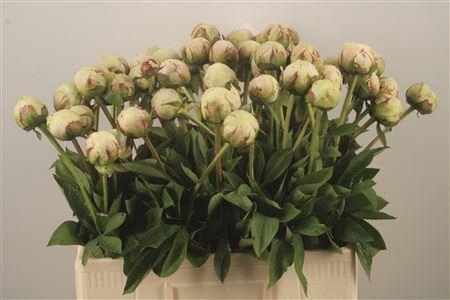 <h4>Paeo L Odile Ex</h4>