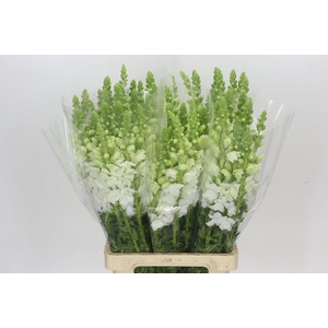 Antirrhinum Potomac Early White