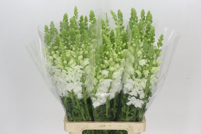 <h4>Antirrhinum Potomac Early White</h4>